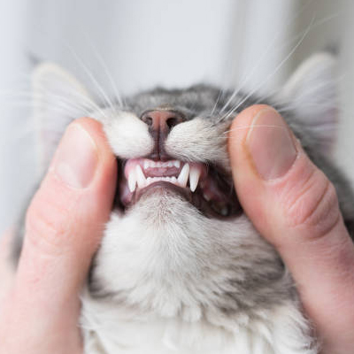 kitten showing baby teeth