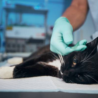 veterinary doctor stroking sick cat