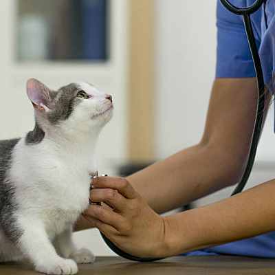 veterinarian is checking a kitten